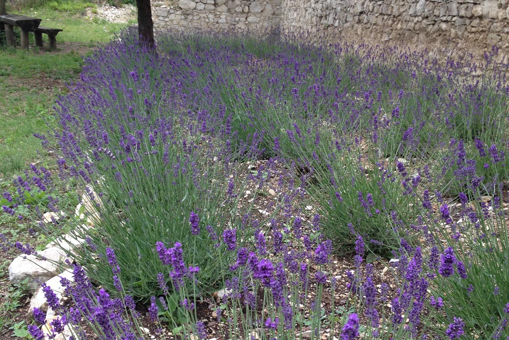 LEVENDULA ULTETES FO KEP